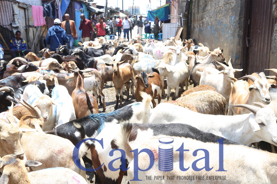 Holiday Market stable