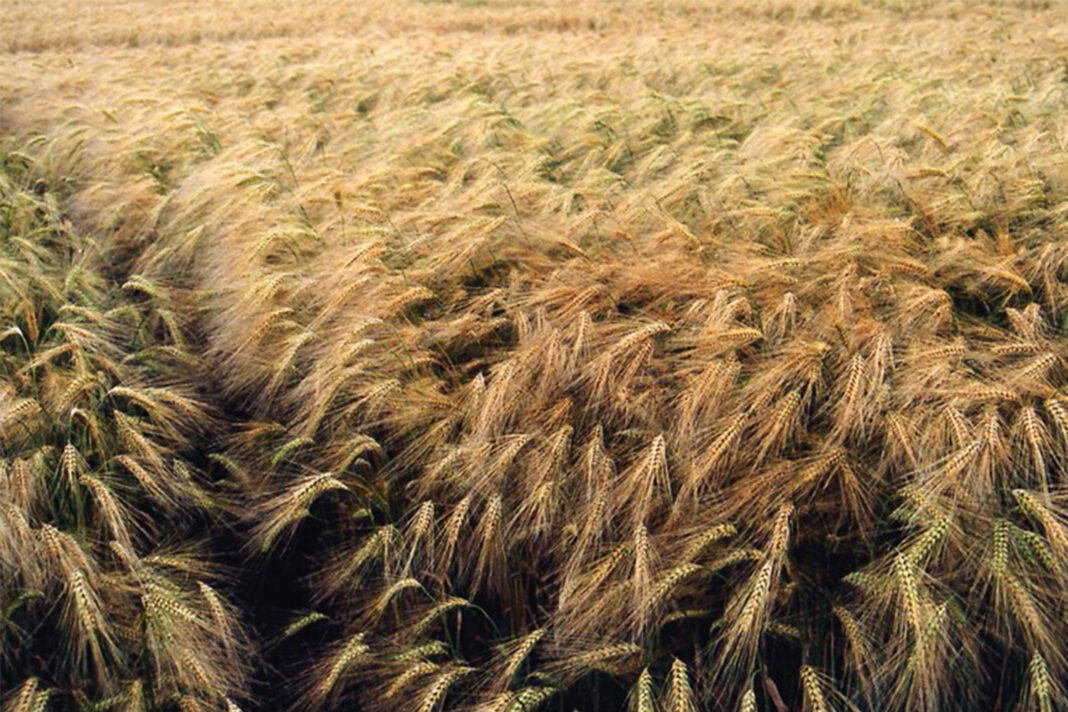 IFC invests € 50 million in Habesha for local sourcing