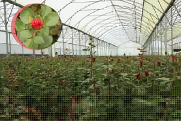 Horticulture industry surpasses performance expectation