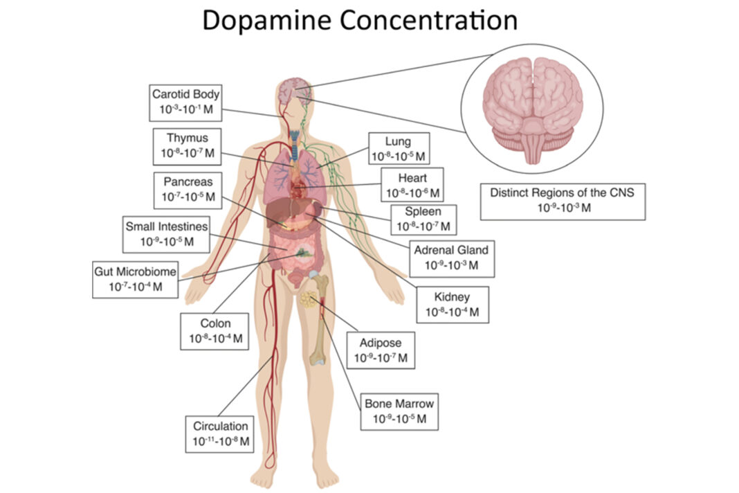 Muscles are paradoxical energy cells