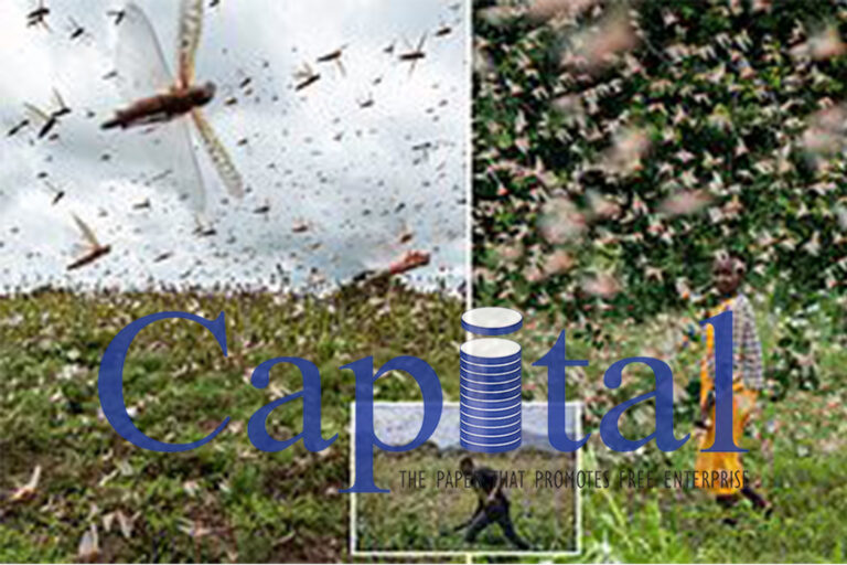 Coronavirus making it impossible to battle devastating locust swarms in East Africa