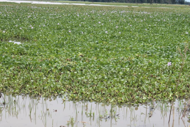 COVID-19 makes it almost impossible to fight weed on Lake Tana