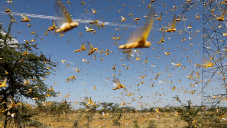 New IRC report: Almost five million people at risk of hunger and famine as swarms of desert locusts destroy crops across East Africa