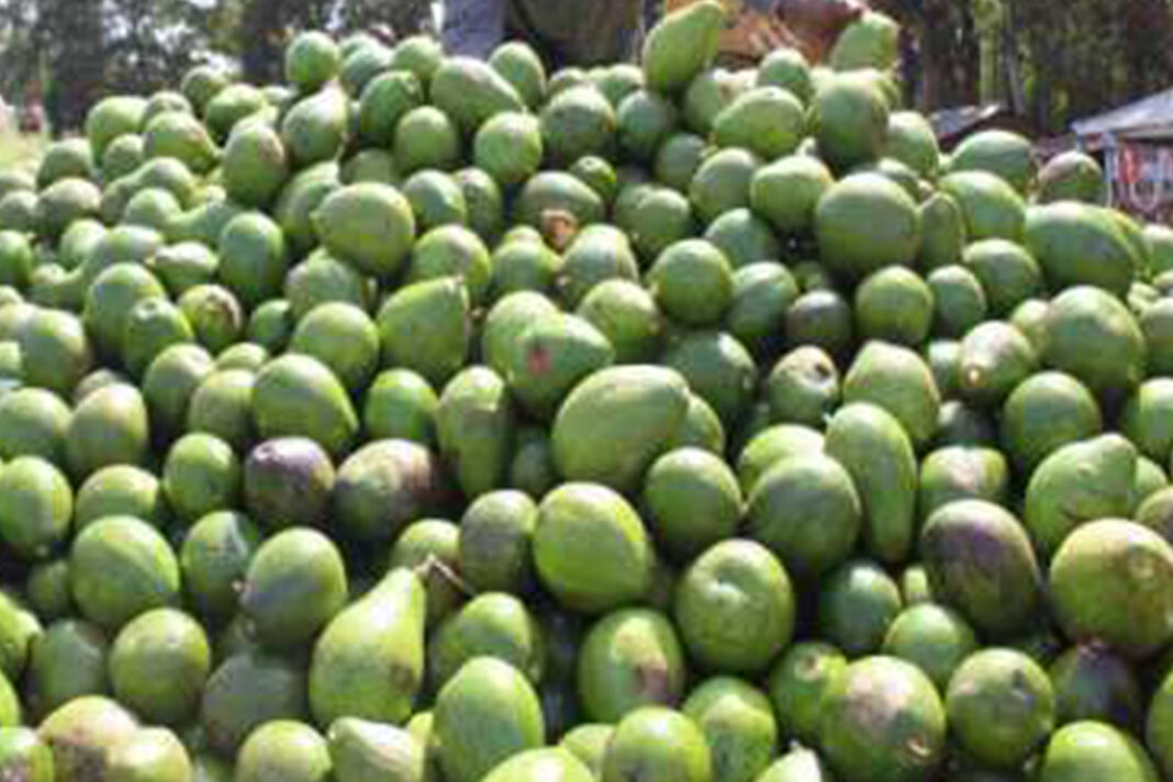 Avocado export goes via refrigerated container
