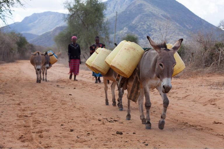 Ethiopia’s donkeys need urgent re-evaluation