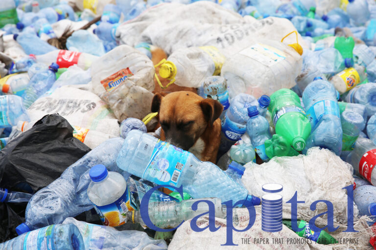 Puppy in a trash
