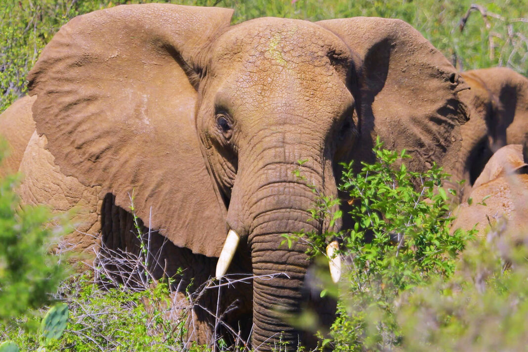 New documentary film sheds light on Ethiopia’s elephant crisis