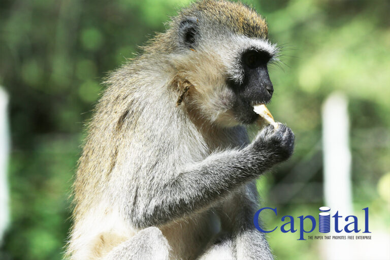 Just a monkey