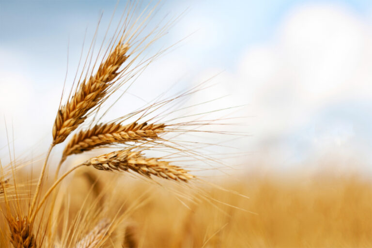Wheat production focus shifts to local use