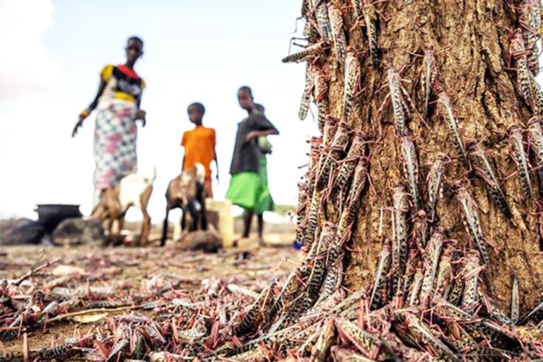 FAO warns desert locusts continue to migrate in East Africa