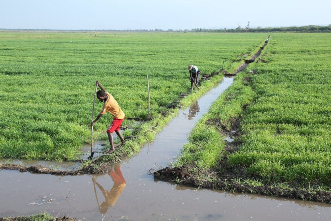 Farmers and millers set to link up to whip wheat deficit