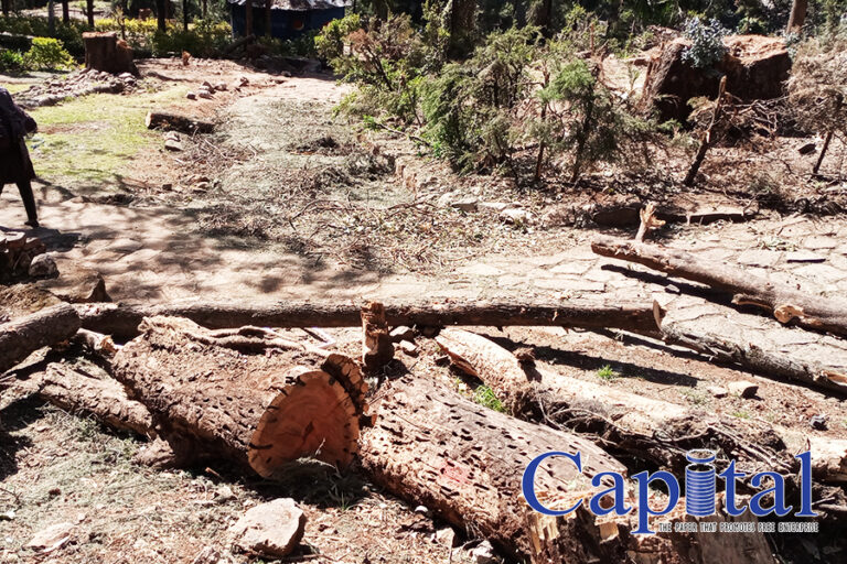 Logs