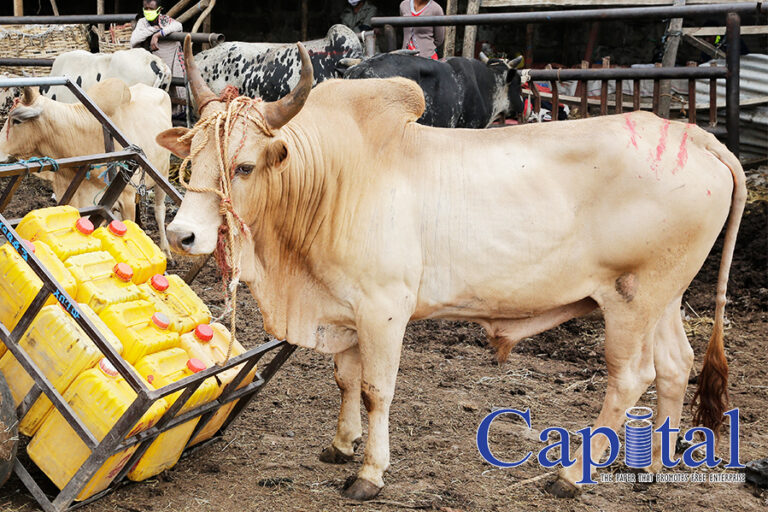 Easter bull