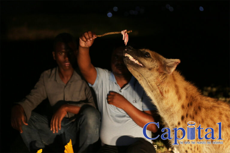 Feeding the hyena Feeding the hyena