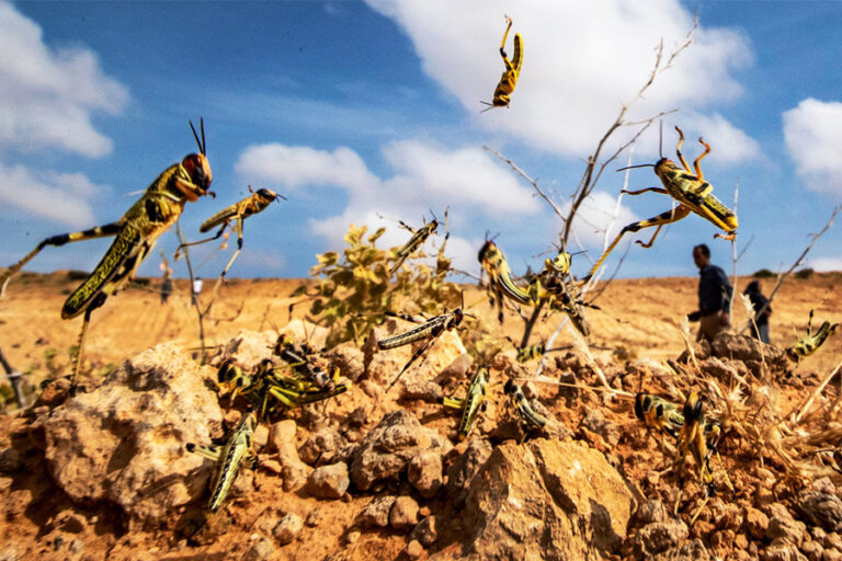 Desert locusts swarm North Eastern Ethiopia