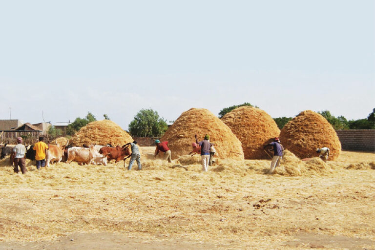 Maturing Ethiopia’s agriculture through quality