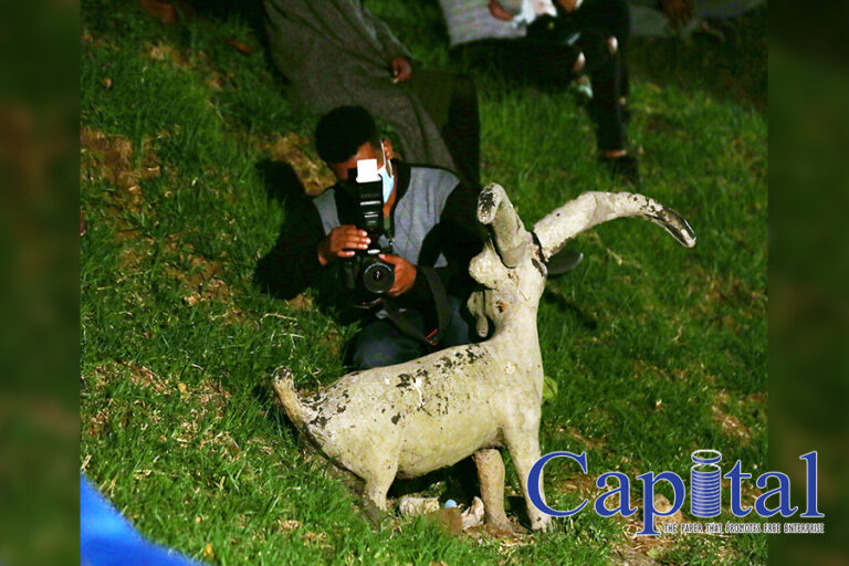 A pic of a goat