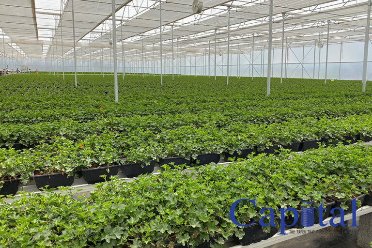 Zuqualla Horti cuts through European markets