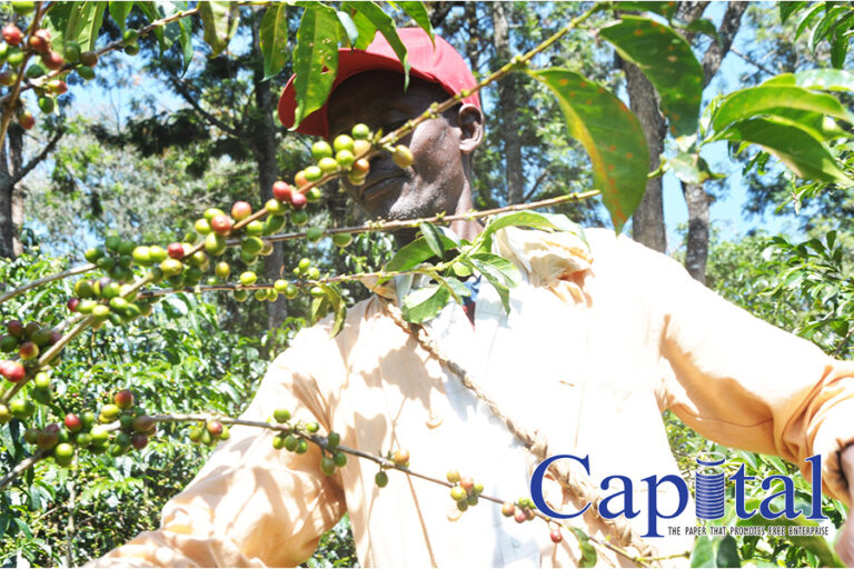 Local use coffee surges on ECX