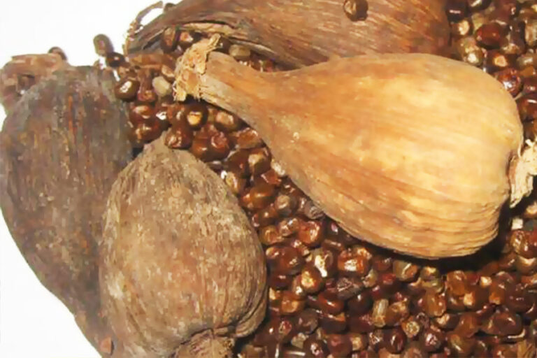 Price of Corrorima spice drops sharply