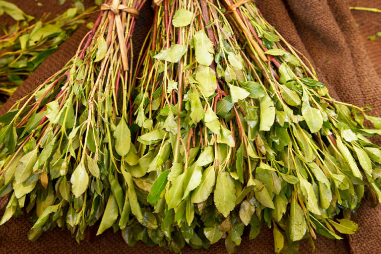 Khat gets a stimulating change in directive