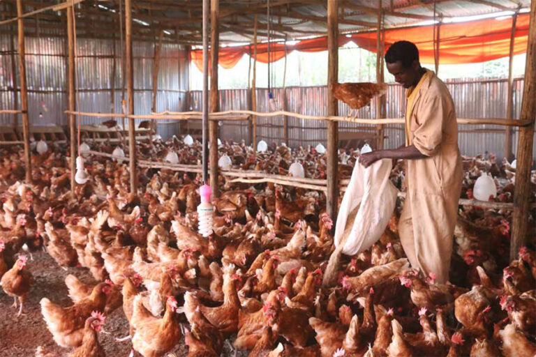 Sustainable energy proves pivotal for poultry farming