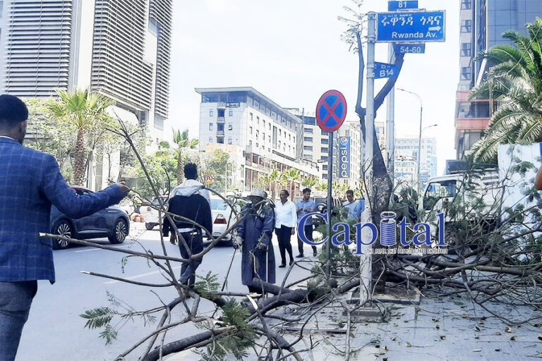 destroying trees