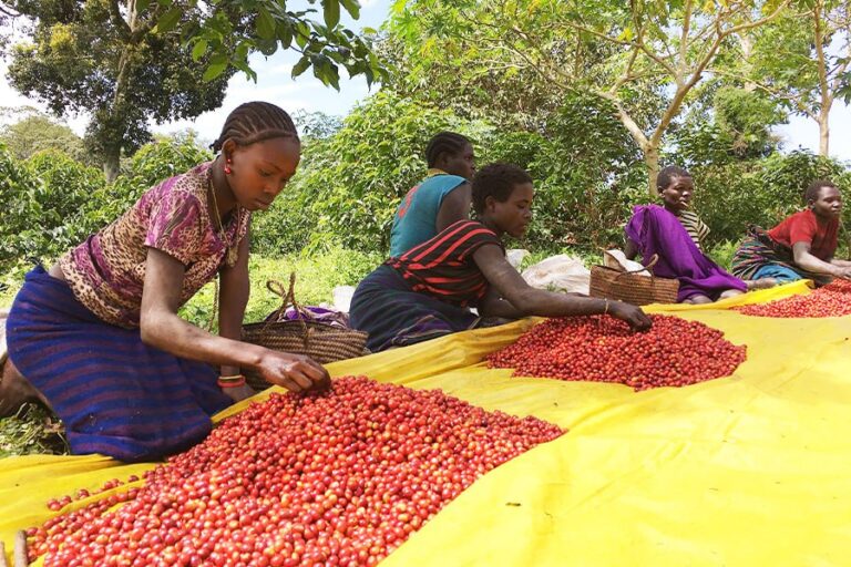 Sesame Seeds of Conflict: How Agriculture Fuels Tensions in Ethiopia and Sudan