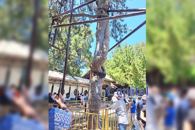 How to protect a tree
