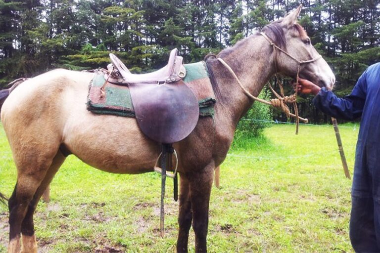 The McClellan Saddle: From American Civil War to Ethiopian Imperial Cavalry