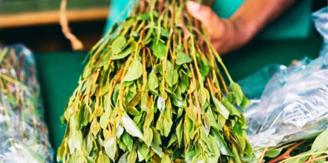 MoTRI calls for parliamentary action to address khat export obstacles