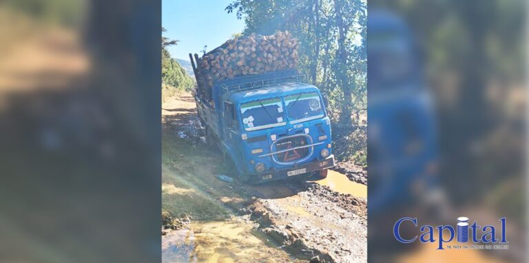 Stuck in the woods
