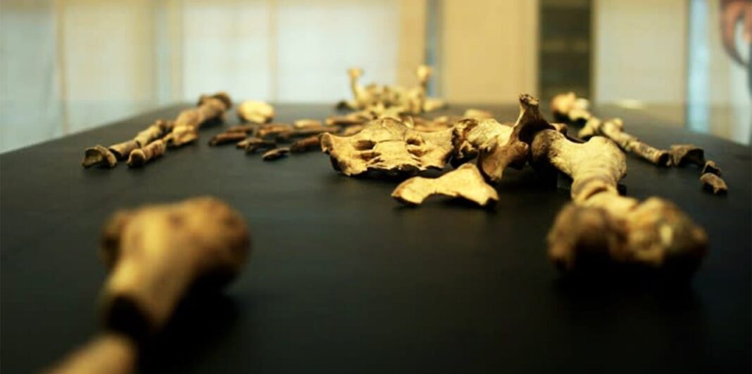 Lucy goes to Europe: See fossil exhibit of 3.18 million year old human ancestor in Prague museum