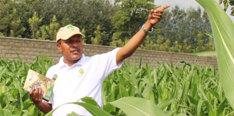 Ethiopia approves GMO Maize for commercial production