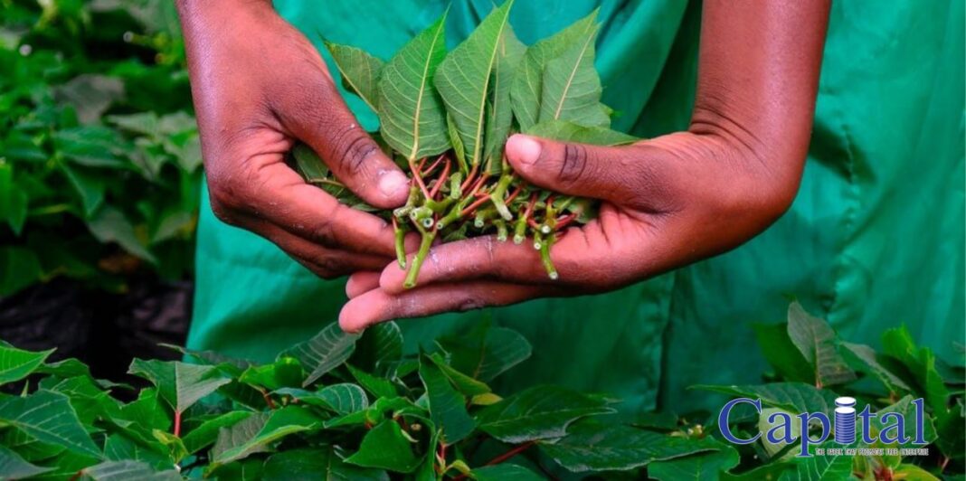 Selecta relocates Ethiopian operations to Kenya and Uganda amidst political instability