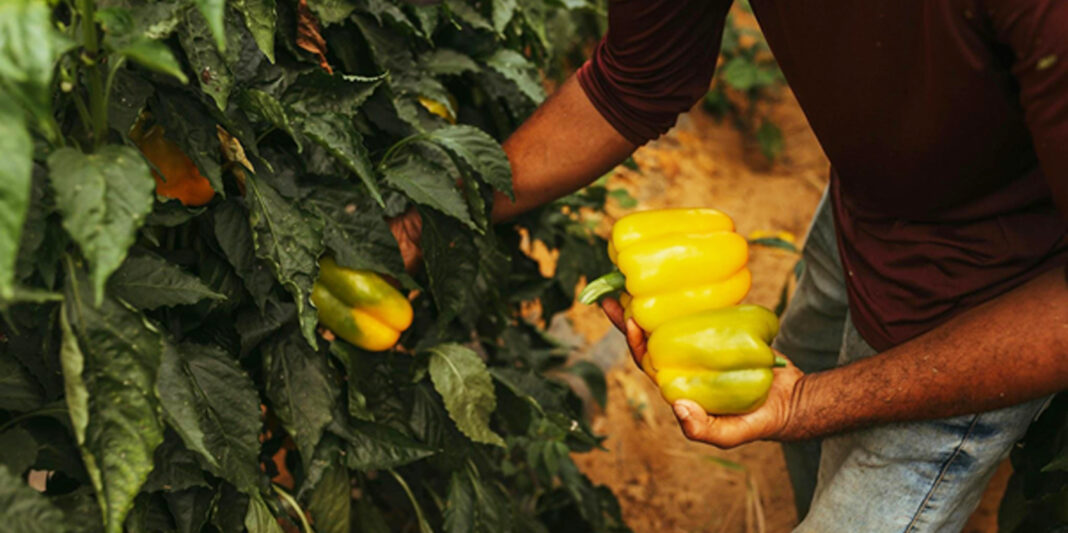 Why Home Gardening is Great for Ethiopia