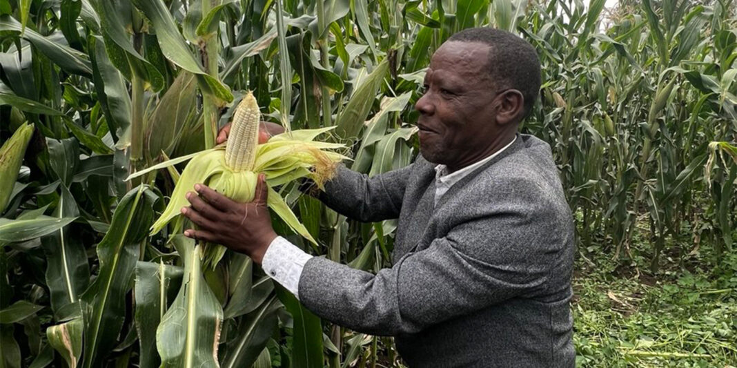 Regulatory hurdles delay distribution of approved GM Maize