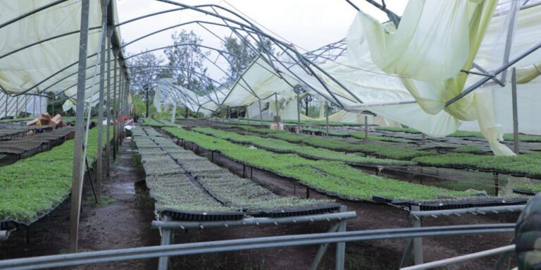 Severe storm devastates flower farms in Bishoftu