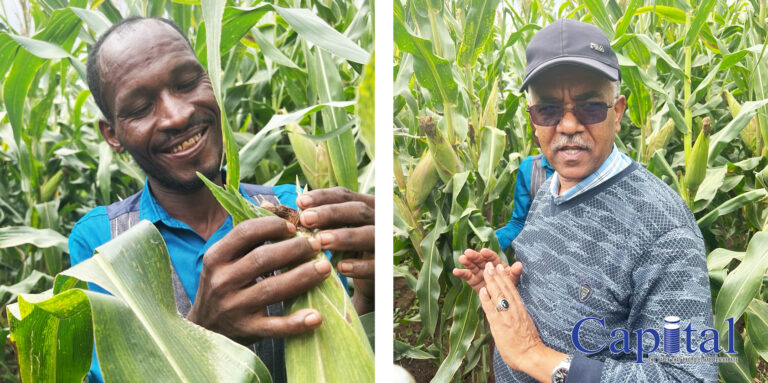 A battle between progress and policy: How TELA Maize faces delays after official approval