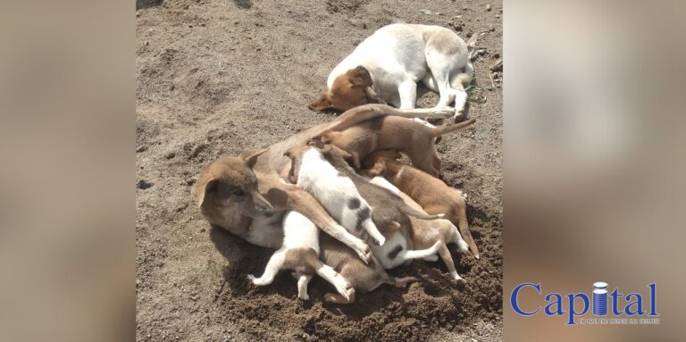 PuppyLove