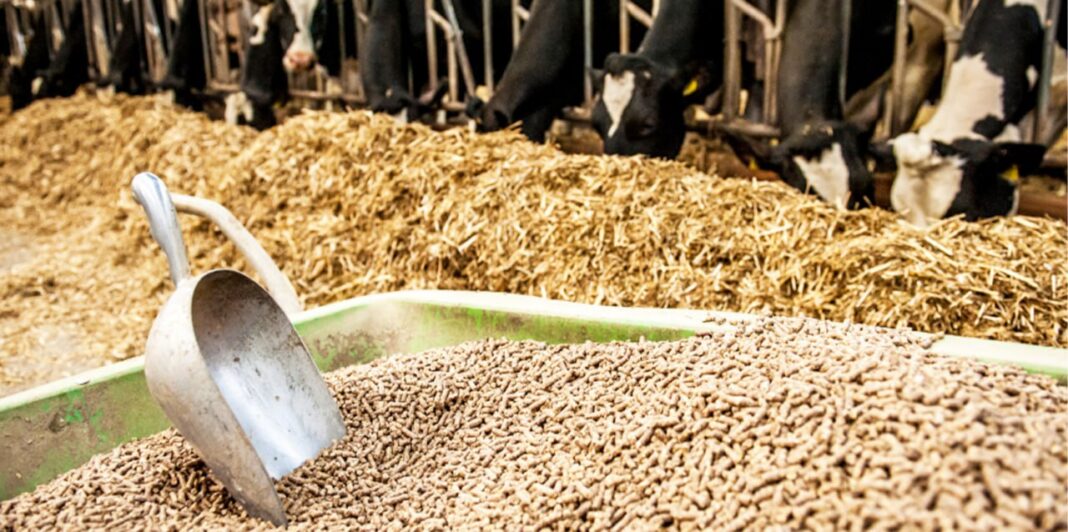 Tax relief on animal feed expected to offer lifeline for poultry, dairy industries