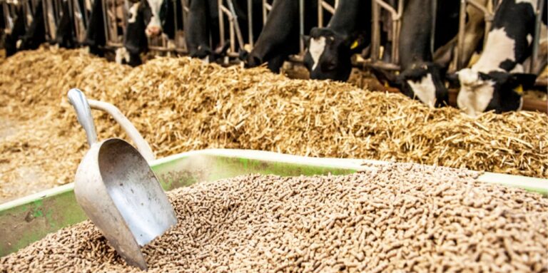 Tax relief on animal feed expected to offer lifeline for poultry, dairy industries