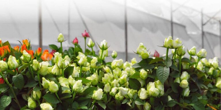 Ethiopia’s Cut Flower Industry: A New Era of Fair Pricing and Transparency