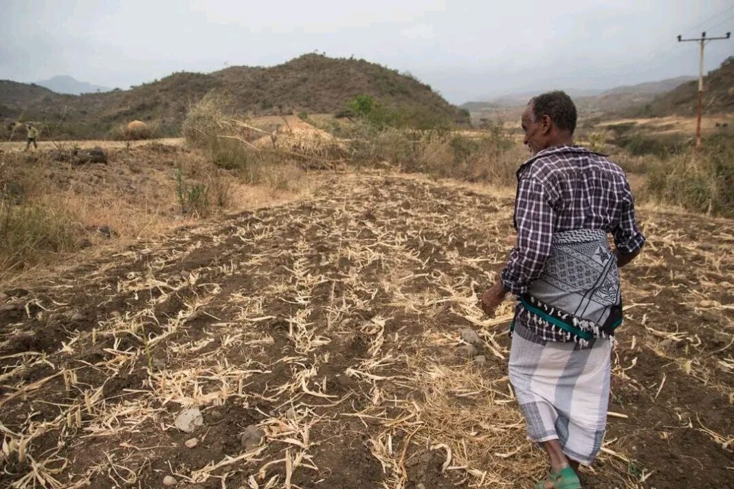 በኢትዮጵያ ደቡባዊ እና ምስራቃዊ ክፍል ለሦስተኛ ተከታታይ ጊዜ የዝናብ መክሸፍ አሳሳቢ የድርቅ አደጋ ደቀነ