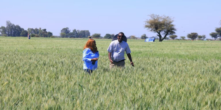 Middlemen squeeze East Shewa’s wheat boom as farmers fight for fair prices