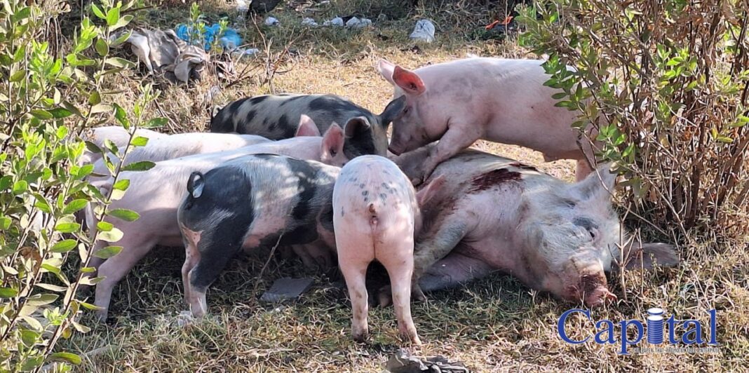 LIVING THAT HOG LIFE