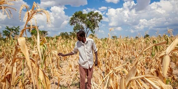 El Niño threatens over 70% of national crop production in impending agricultural crisis