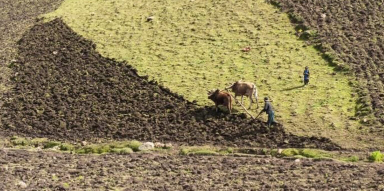Farmland expansion fails to ensure food security, study finds 