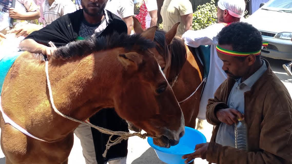 Thirsty Pony