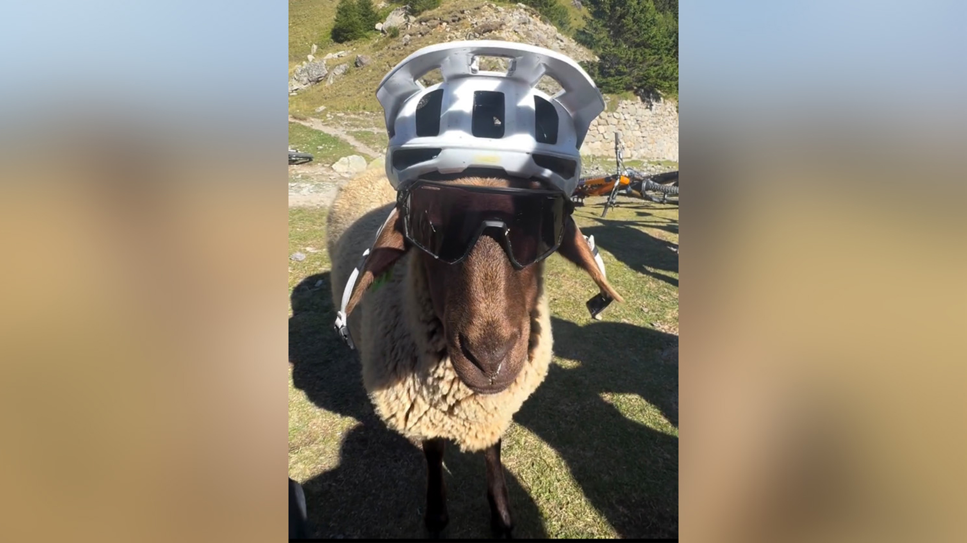 Biker Sheep